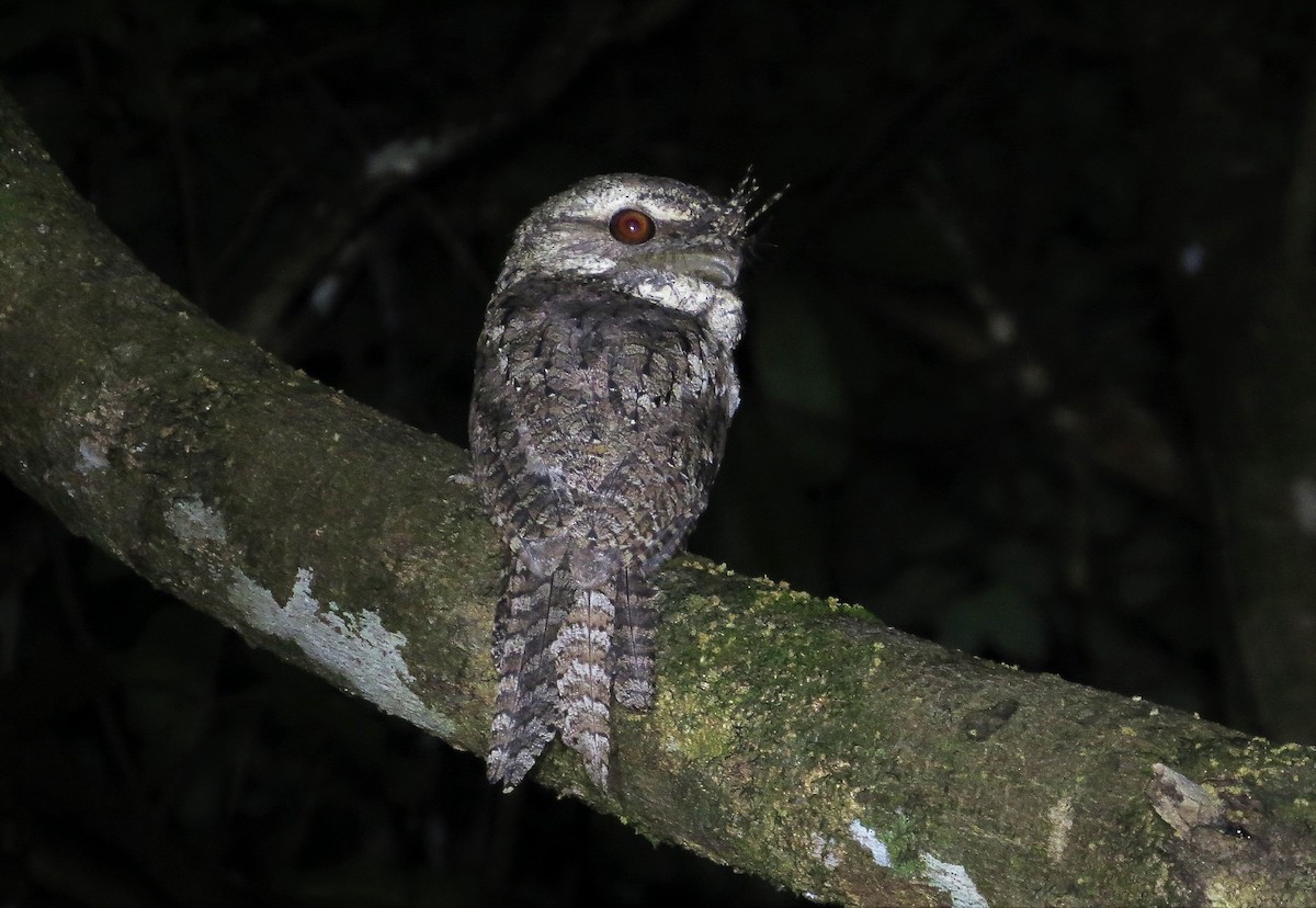 Marbled Frogmouth - ML107235631