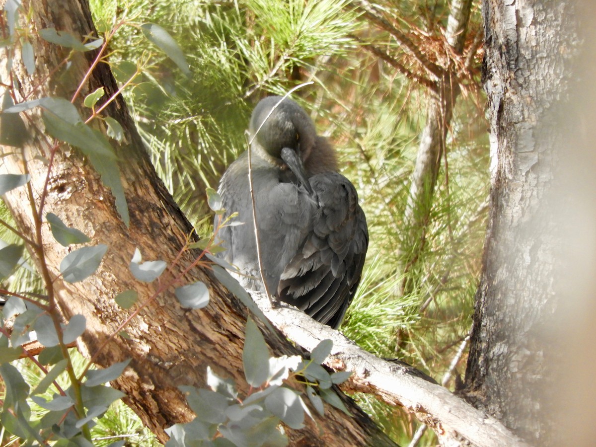 Gray Currawong - Anonymous