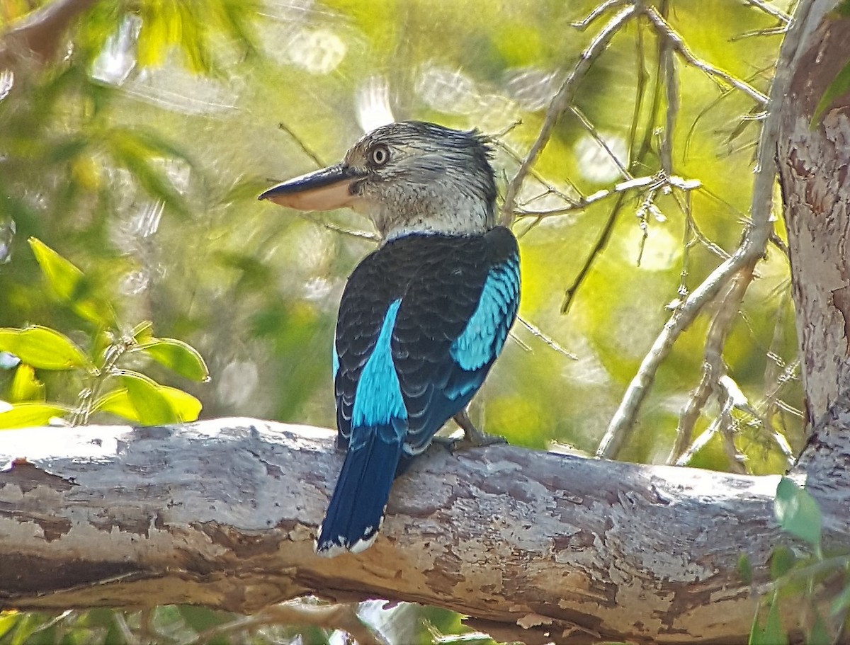 Blue-winged Kookaburra - Simon Starr