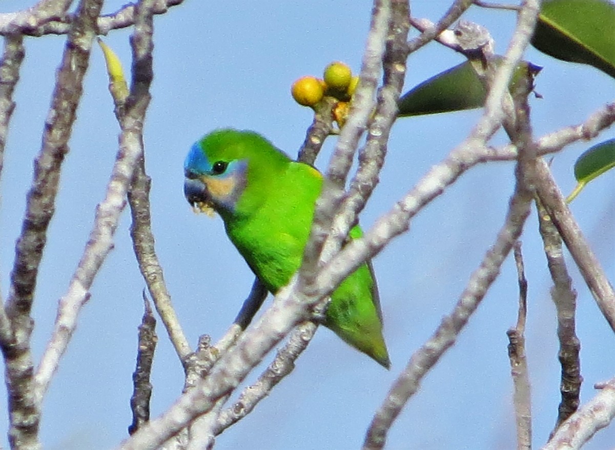 Double-eyed Fig-Parrot - ML107235781