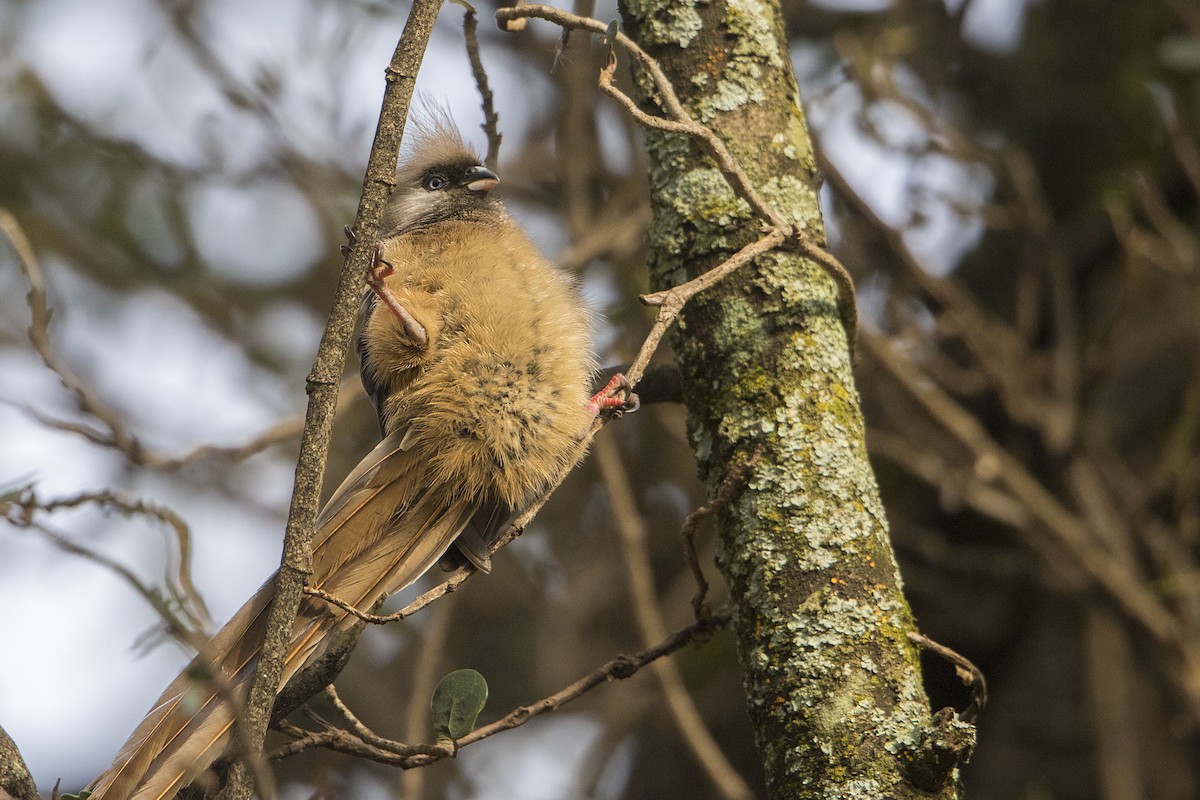 Speckled Mousebird - ML107236771
