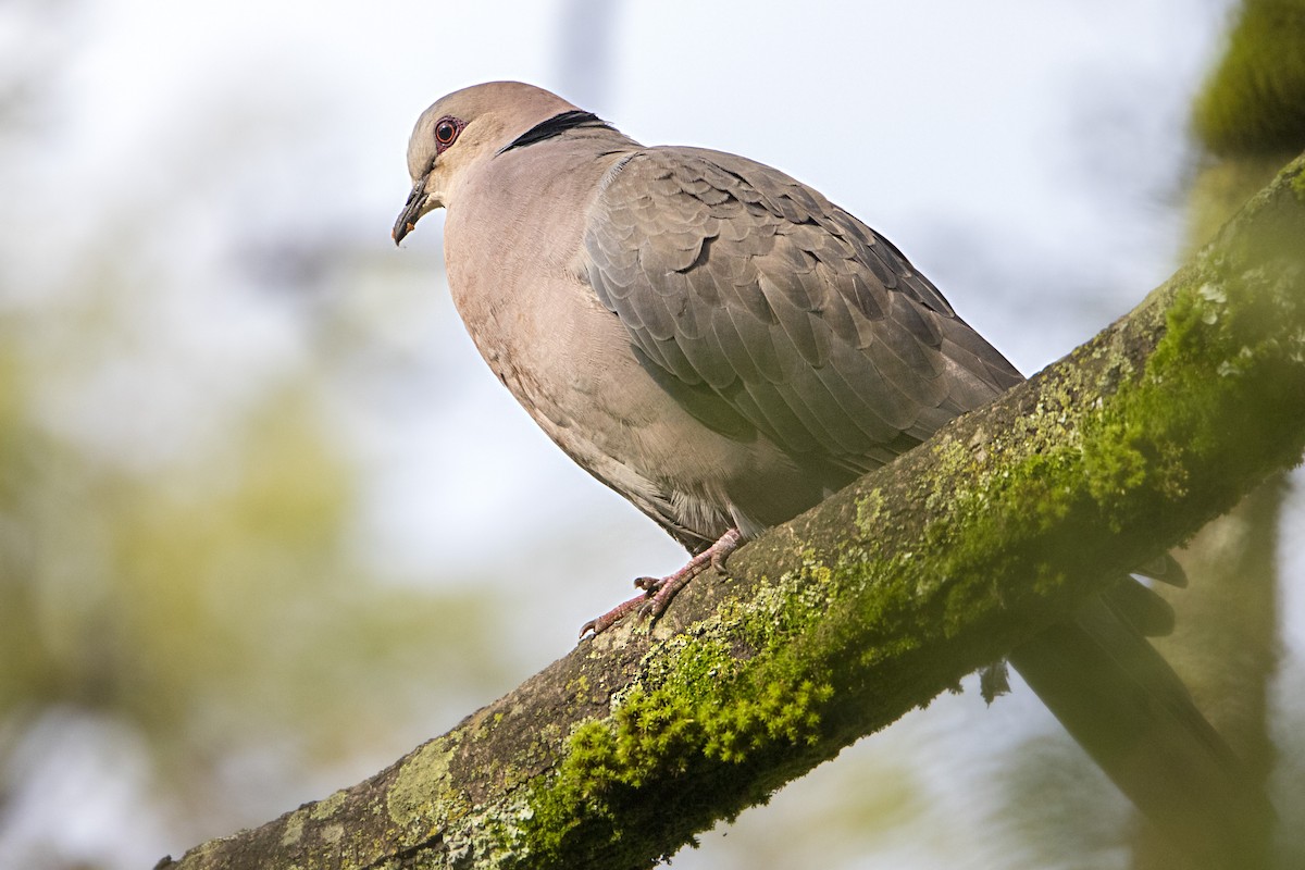 Red-eyed Dove - ML107236781