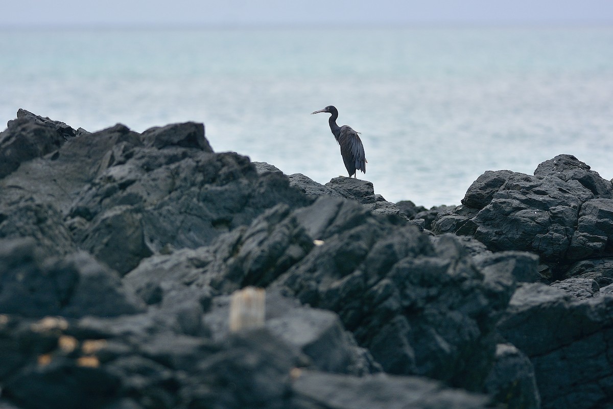 Pacific Reef-Heron - Weber Tsai