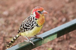  - Red-and-yellow Barbet