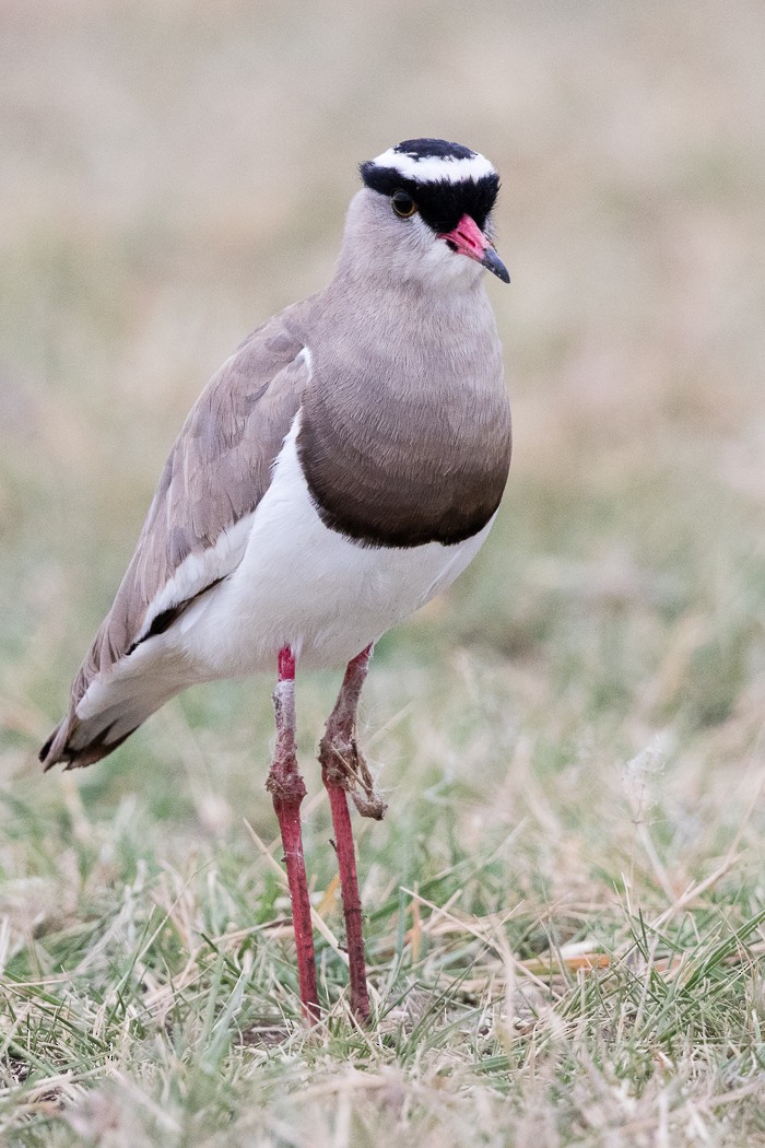 Crowned Lapwing - ML107237451