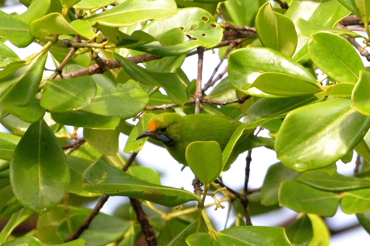 Golden-fronted Leafbird - Snehasis Sinha