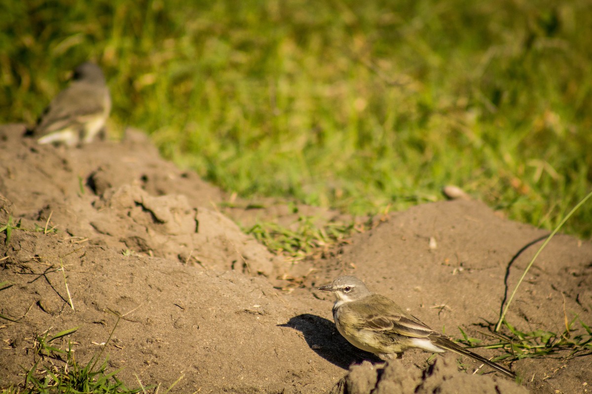 Cape Wagtail - ML107239771