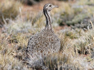  - Patagonian Tinamou