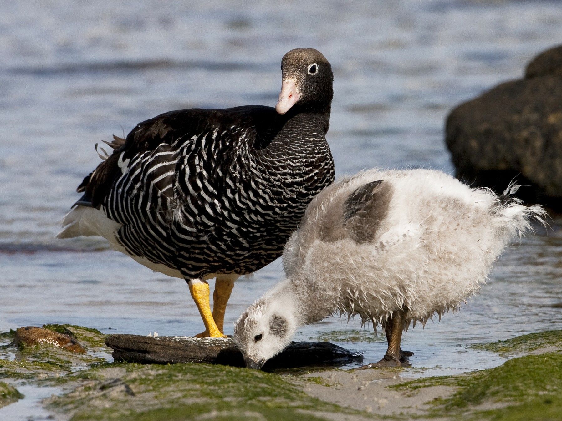 Kelp Goose - Brian Sullivan