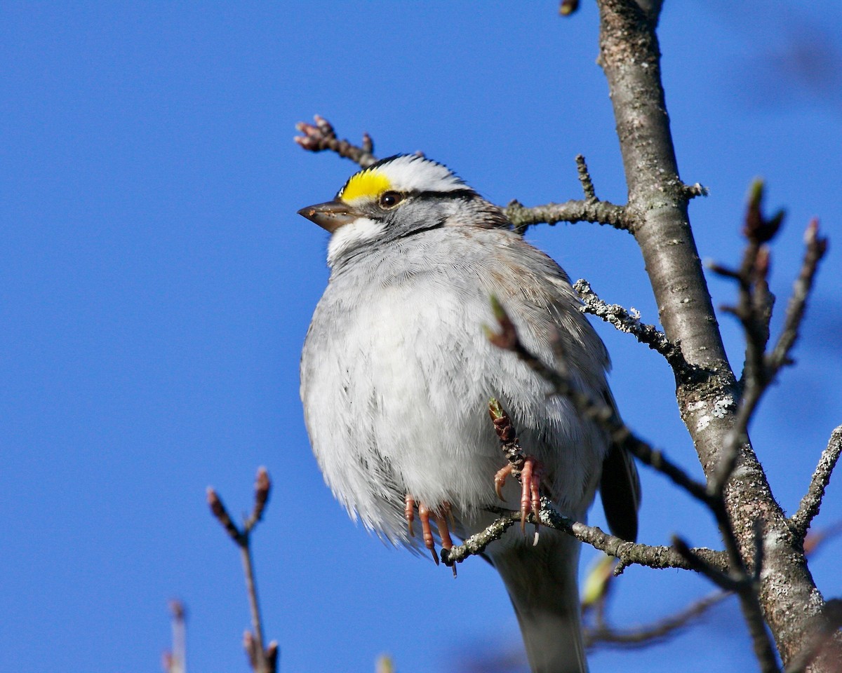 White-throated Sparrow - Doug Cooper