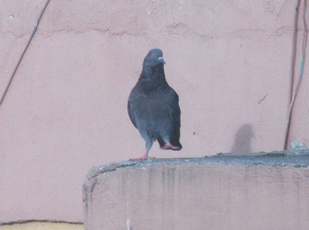 Rock Pigeon (Feral Pigeon) - Loren Hintz