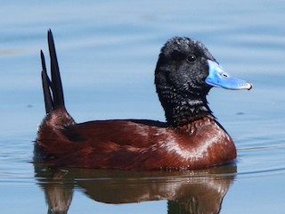 Breeding male - marcelo muñoz - ML107245561