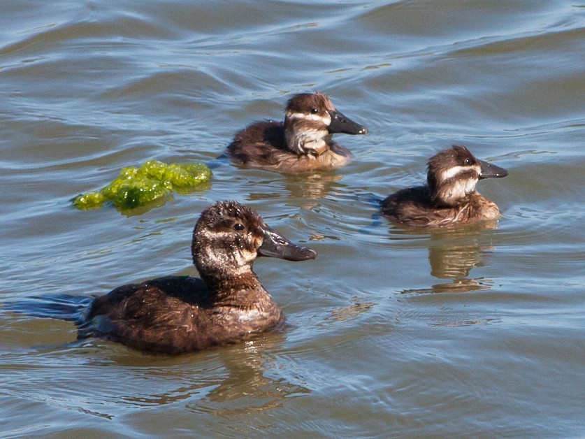Lake Duck - eBird