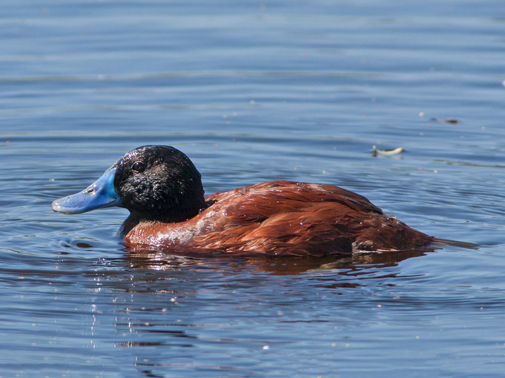 Lake Duck - Ariel Cabrera Foix