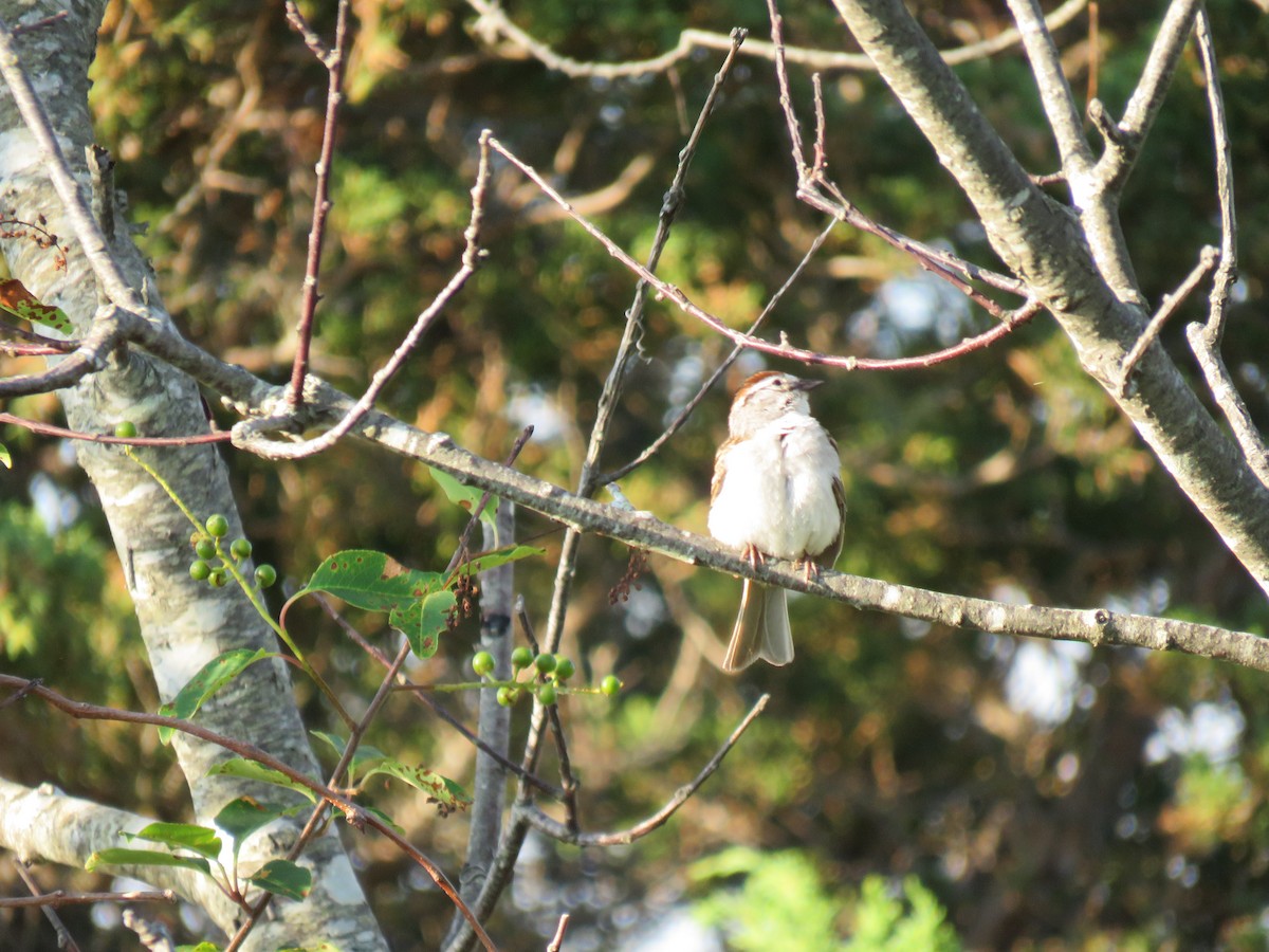 Chipping Sparrow - ML107245771