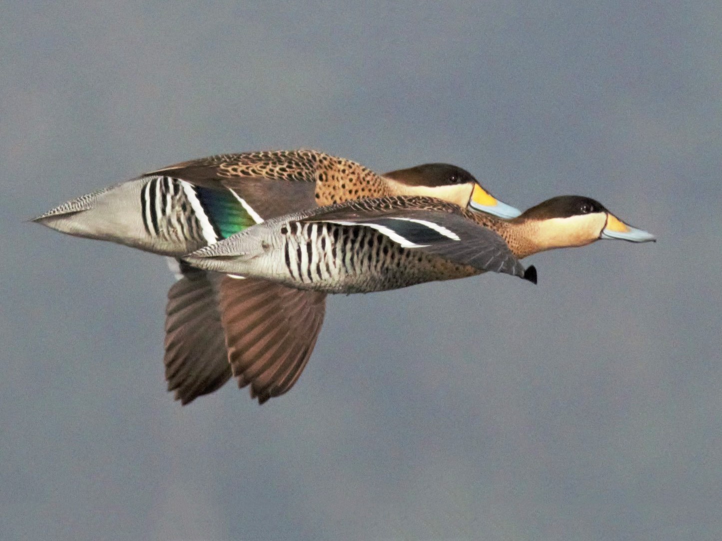 Silver Teal - Rick Folkening