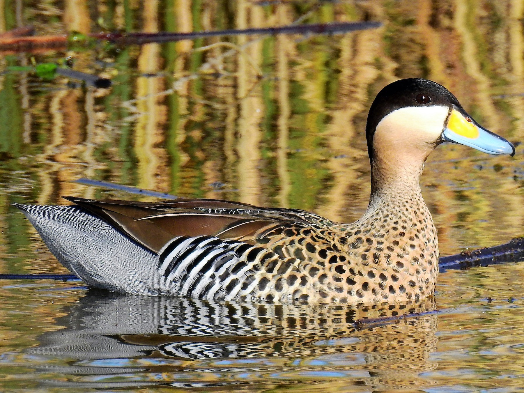 Silver Teal - eBird