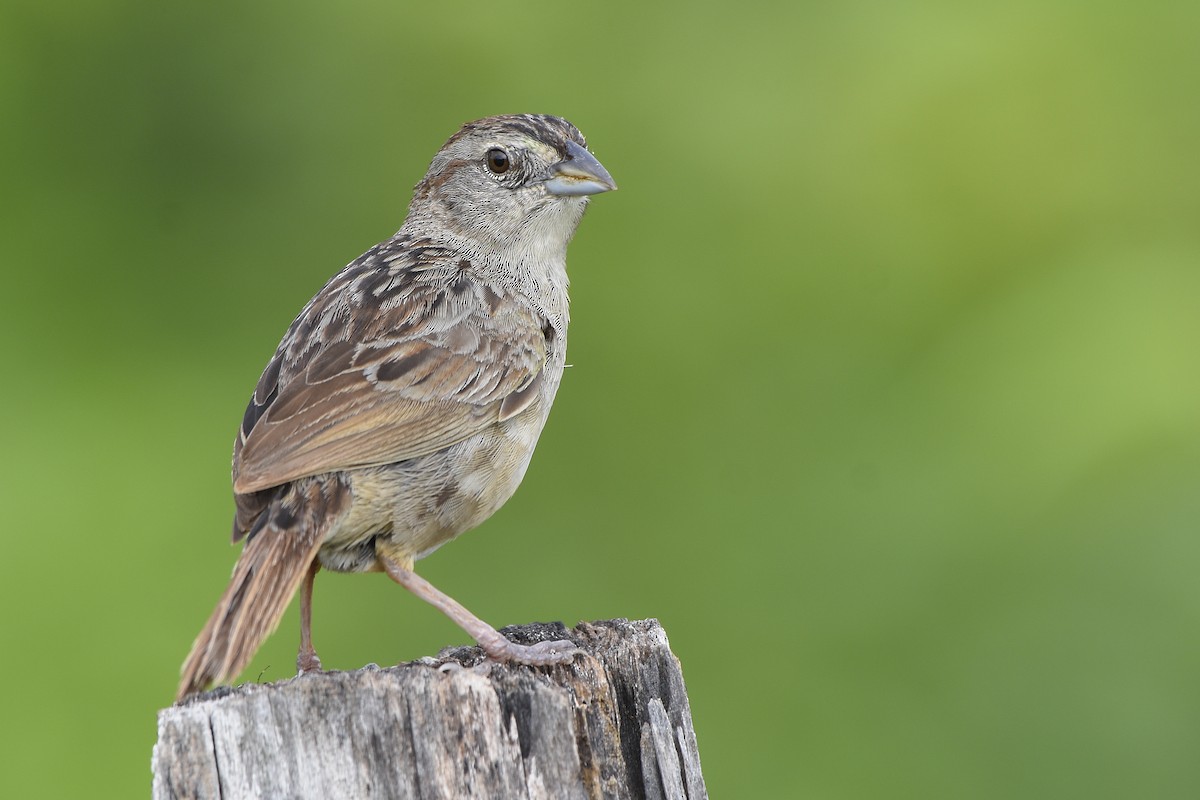 Botteri's Sparrow (Peten) - ML107246541