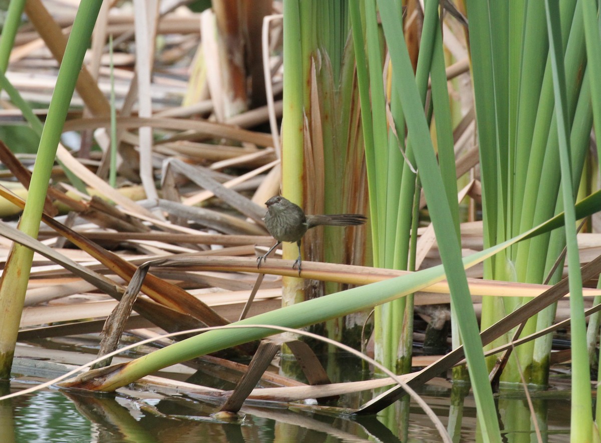 Madagascar Swamp Warbler - ML107248571