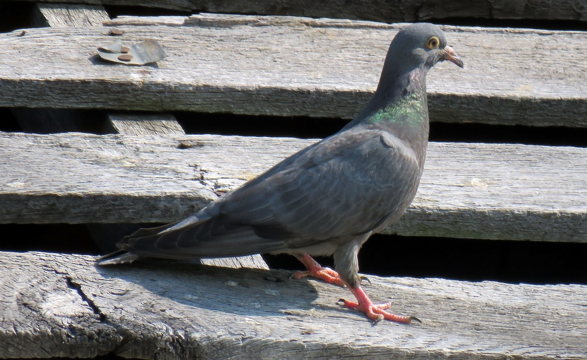 Rock Pigeon (Feral Pigeon) - Toby Hardwick