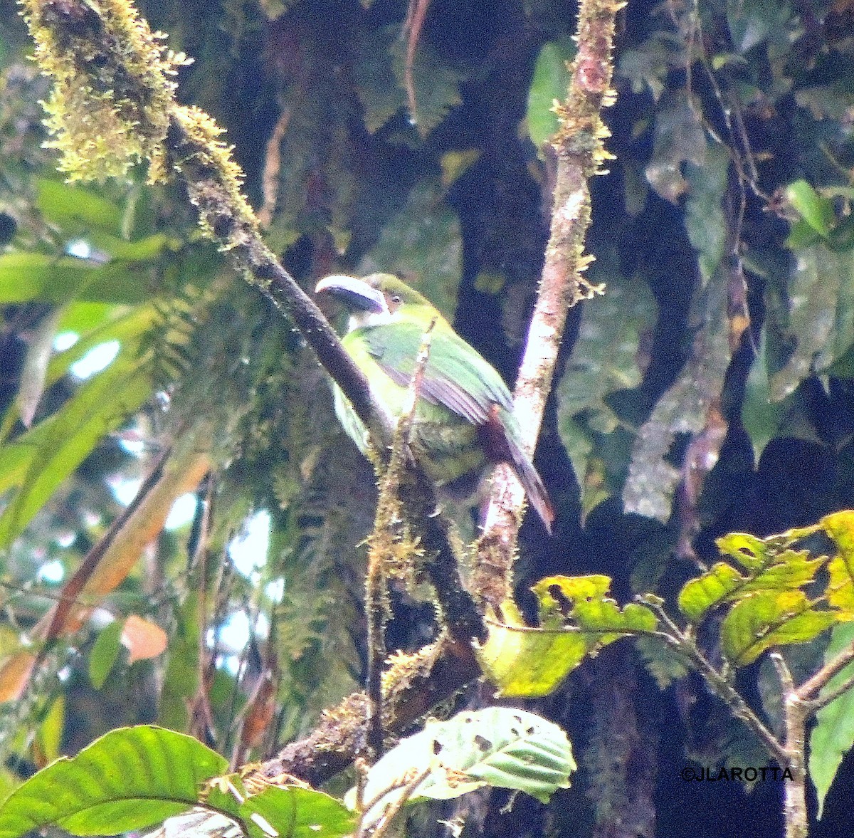 Southern Emerald-Toucanet (Andean) - Jorge La Rotta