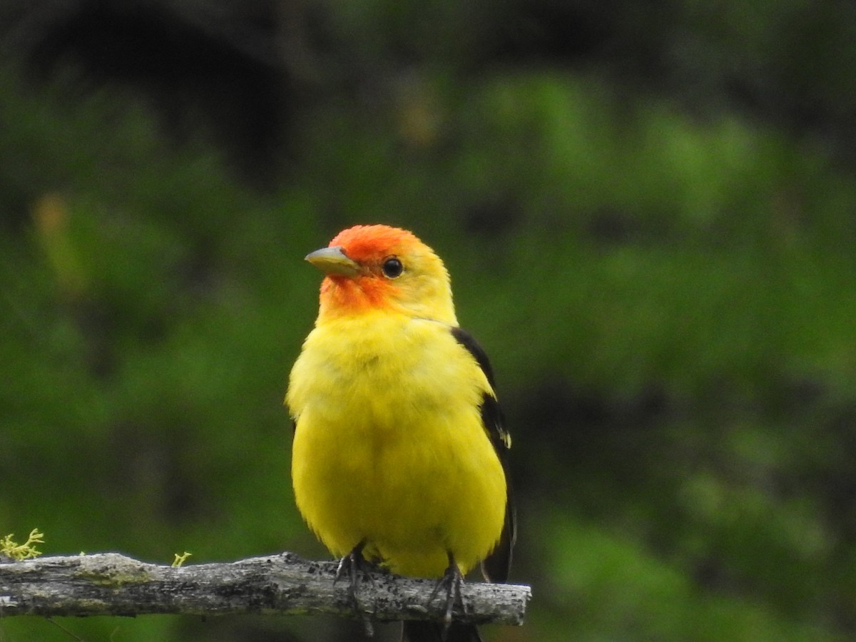 Western Tanager - ML107262091