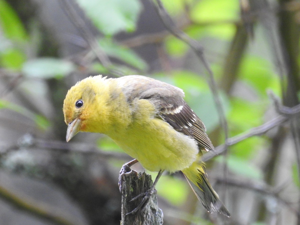 Western Tanager - ML107262121