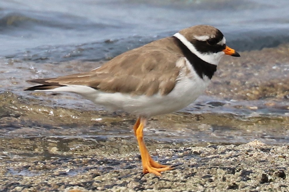 Common Ringed Plover - ML107262491