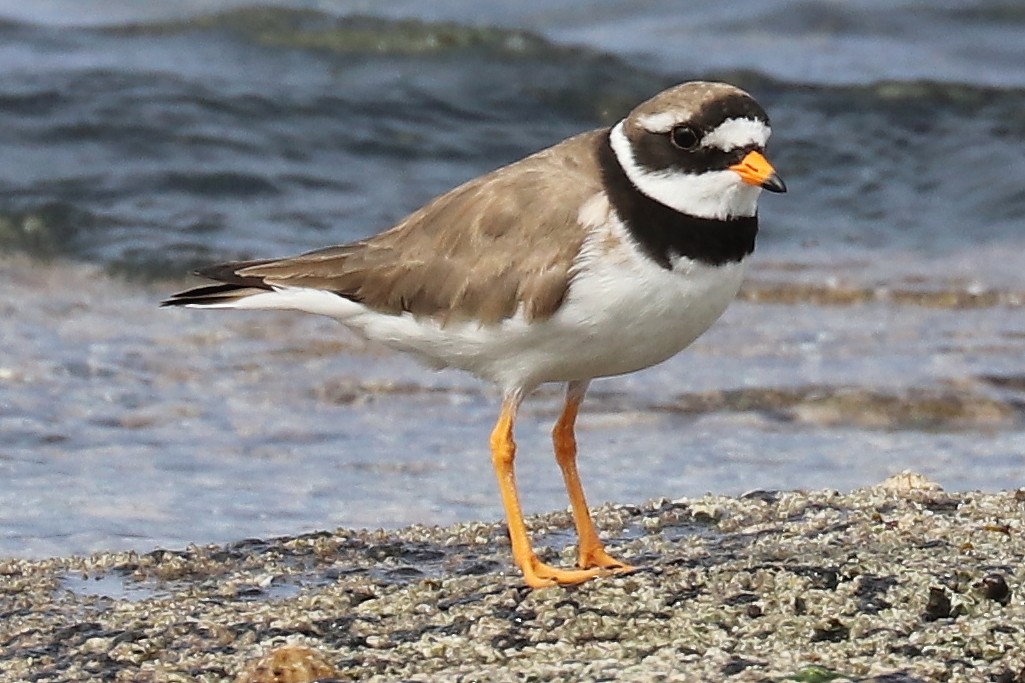 Common Ringed Plover - ML107262511
