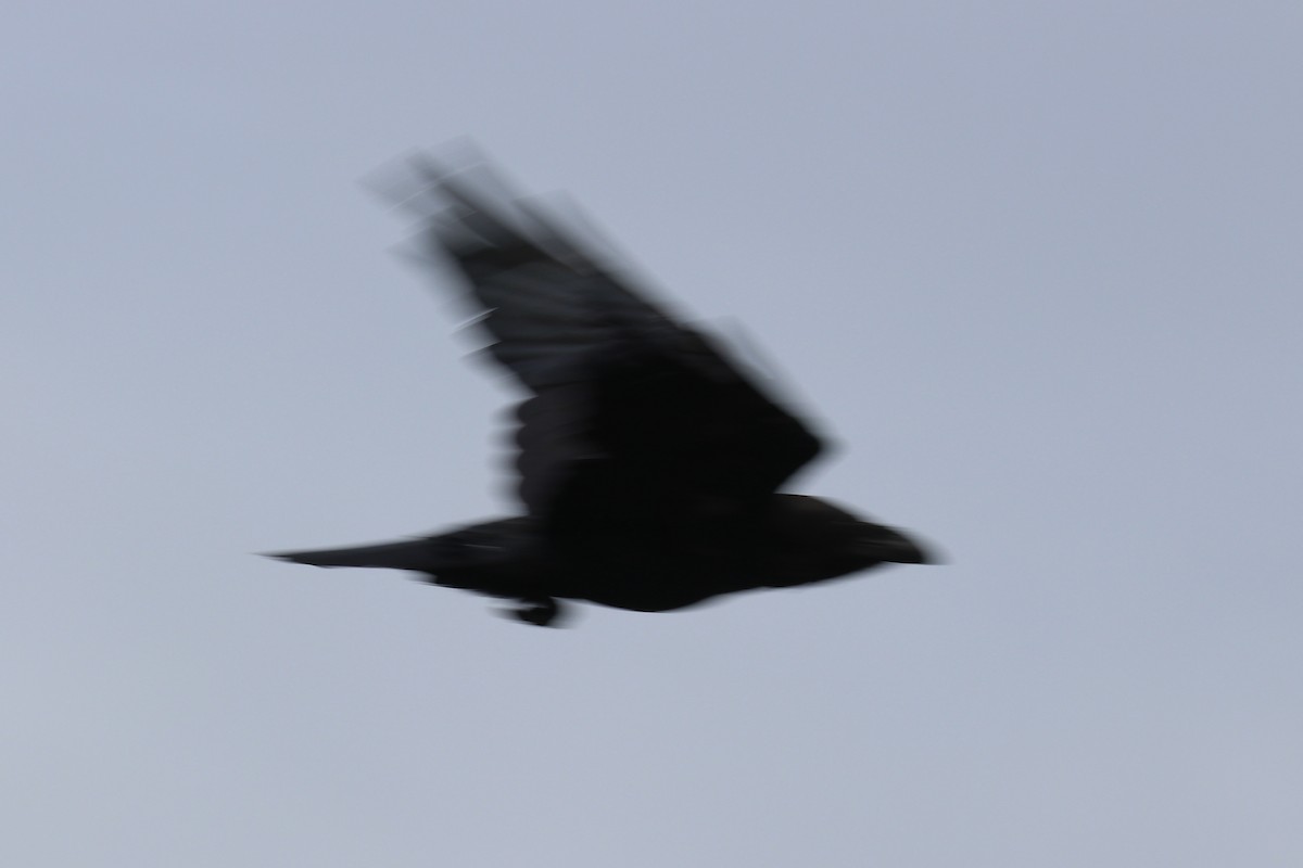 Common Raven - Bruce Kerr