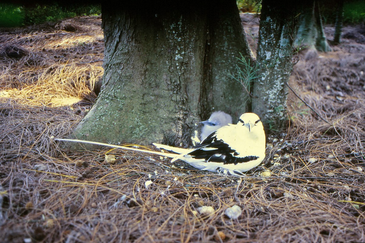 White-tailed Tropicbird - ML107269521