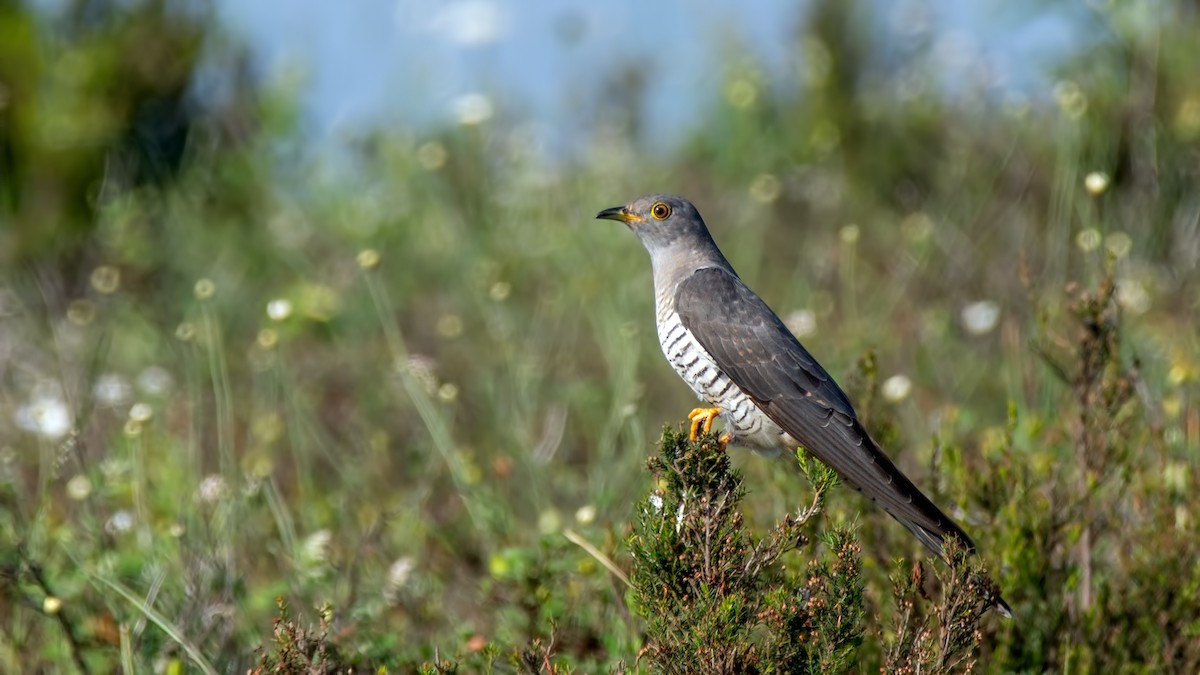 Common Cuckoo - ML107271241