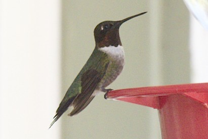 Ruby-throated Hummingbird - ML107273071