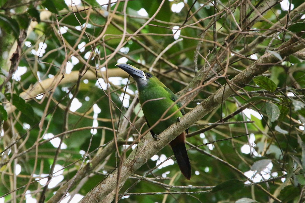 Southern Emerald-Toucanet (Santa Marta) - Olivier Langrand