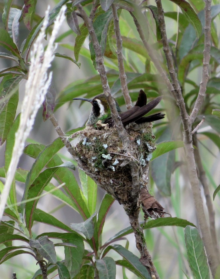 White-eared Hummingbird - ML107277701