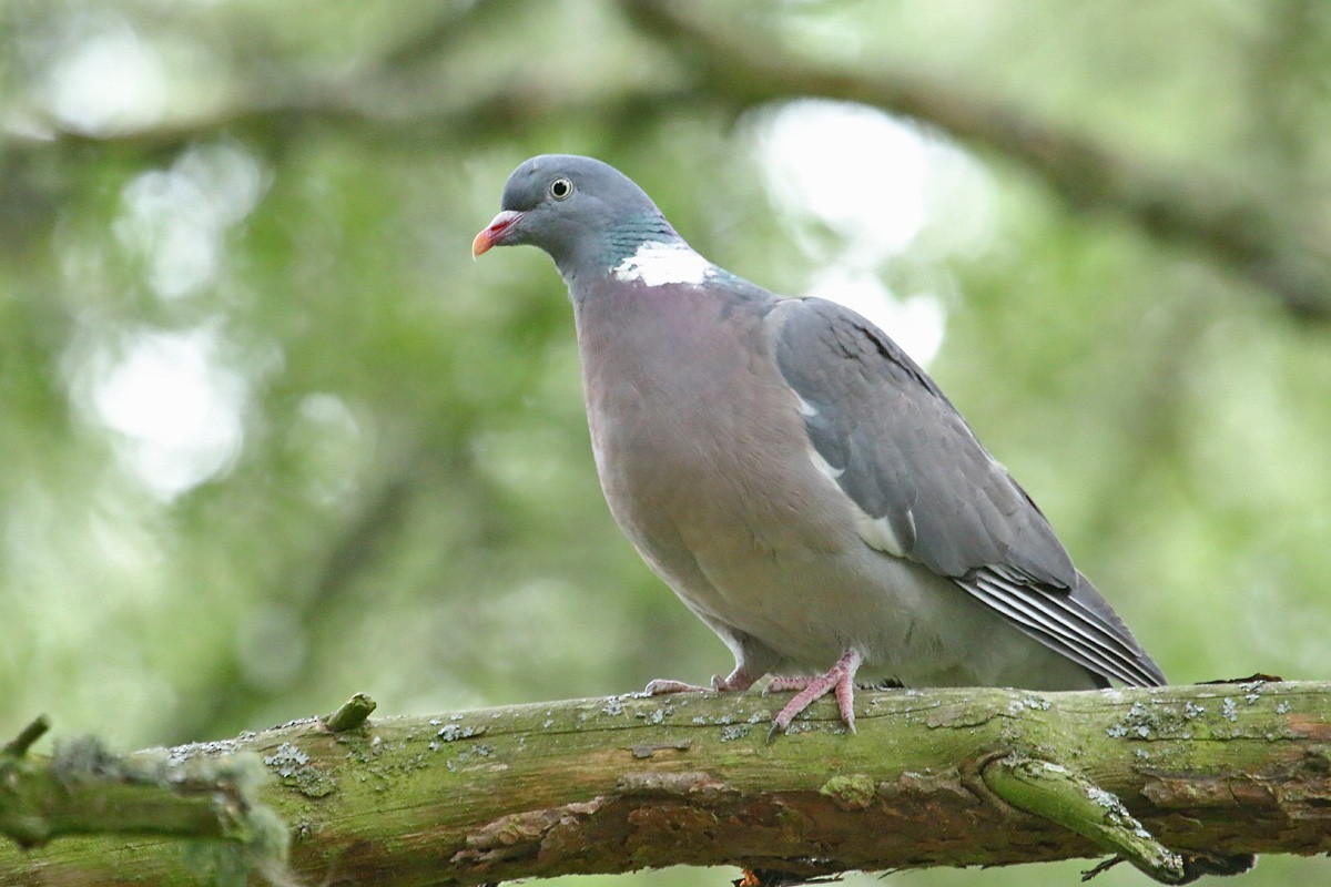 Common Wood-Pigeon - Richard Fray