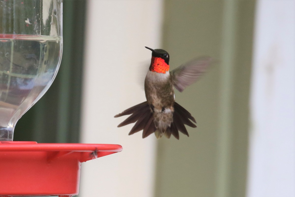 Ruby-throated Hummingbird - ML107280481