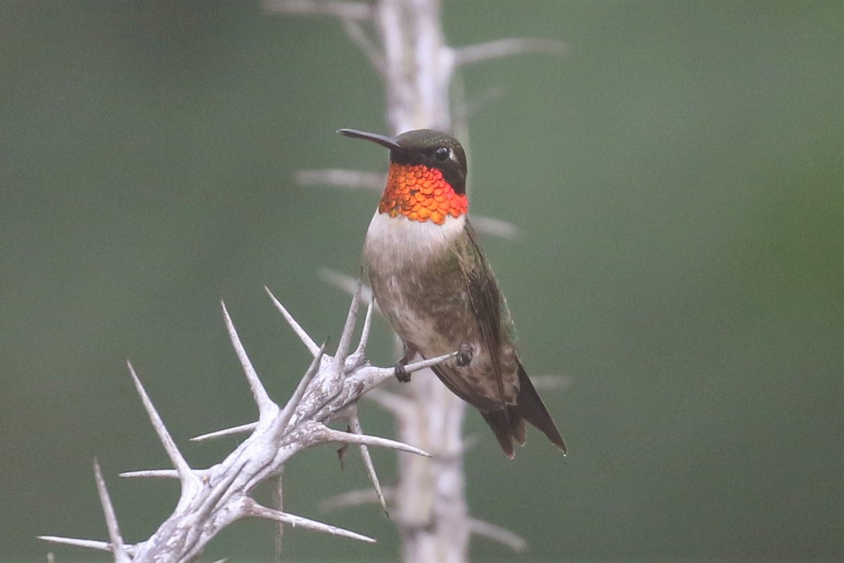 Ruby-throated Hummingbird - ML107281151