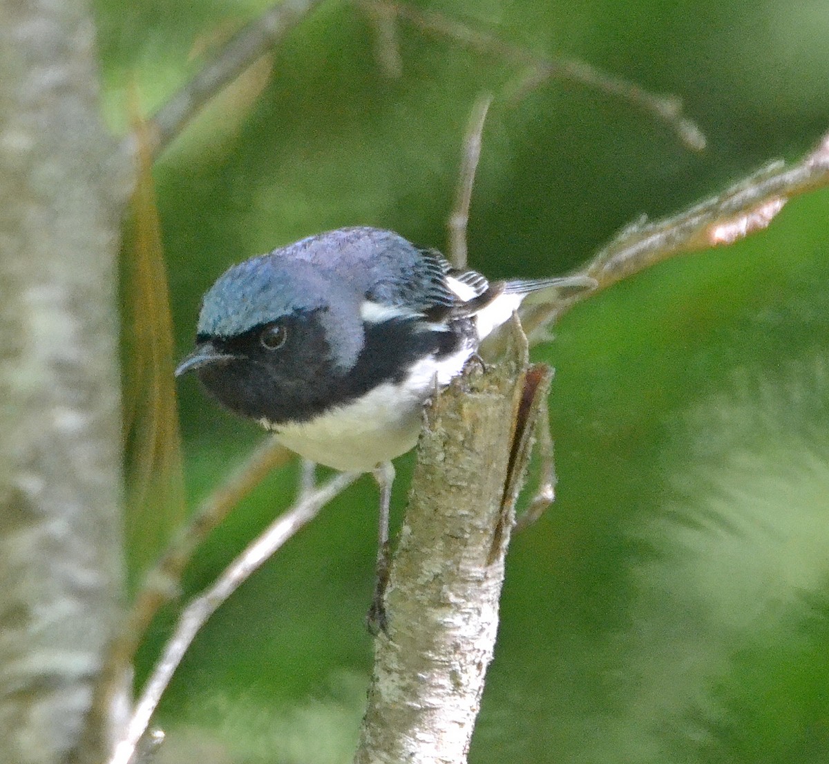 Black-throated Blue Warbler - Michael J Good