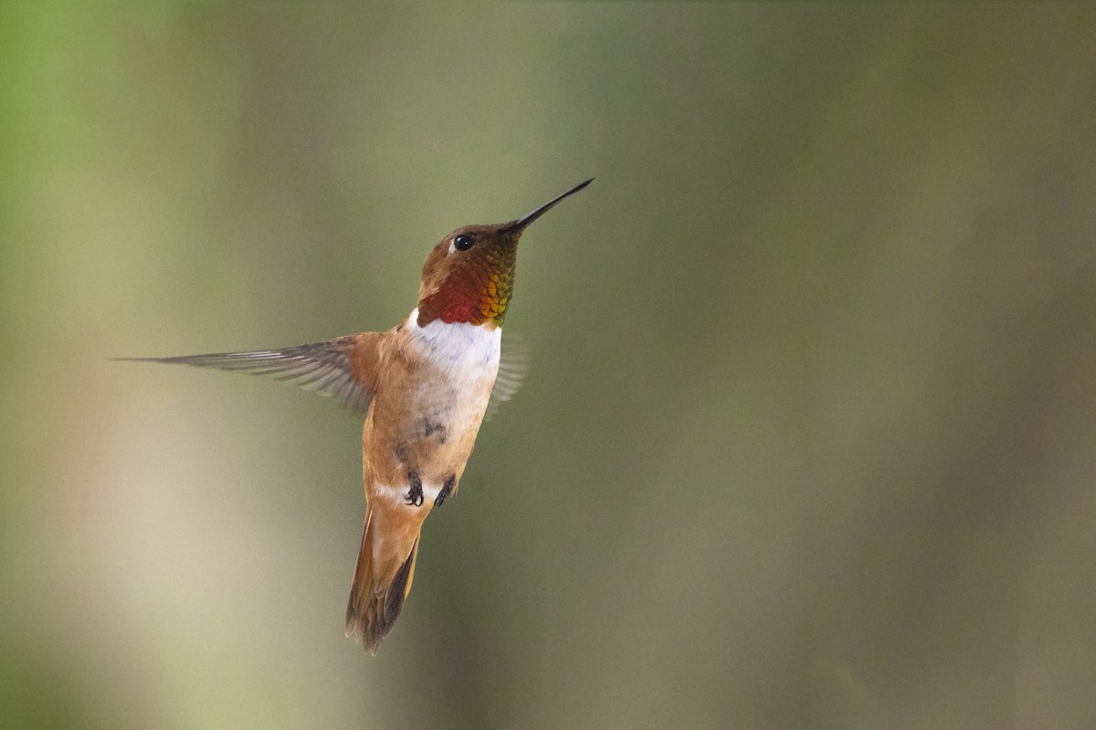 Rufous Hummingbird - Bryan Calk
