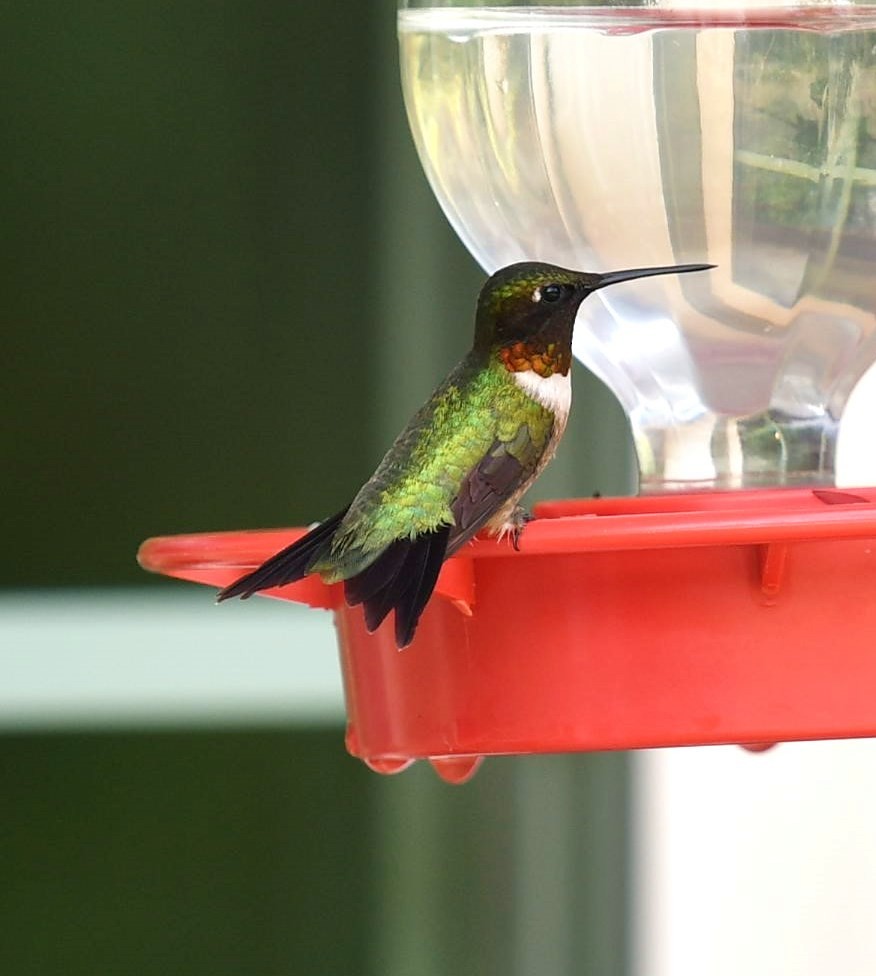 Ruby-throated Hummingbird - ML107284231