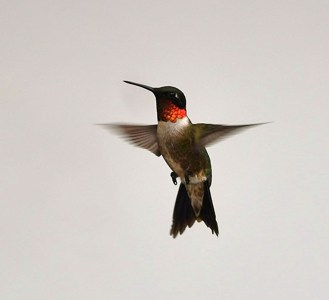 Ruby-throated Hummingbird - ML107284271