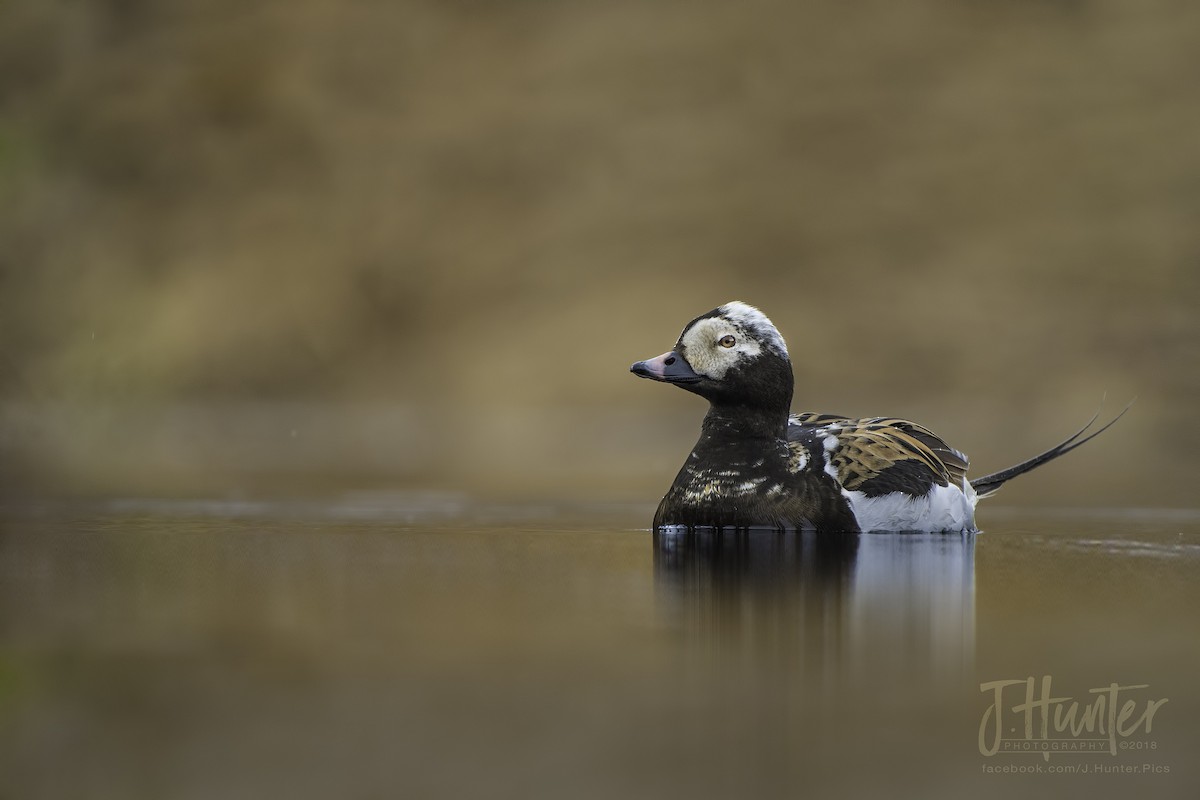 Long-tailed Duck - ML107284591