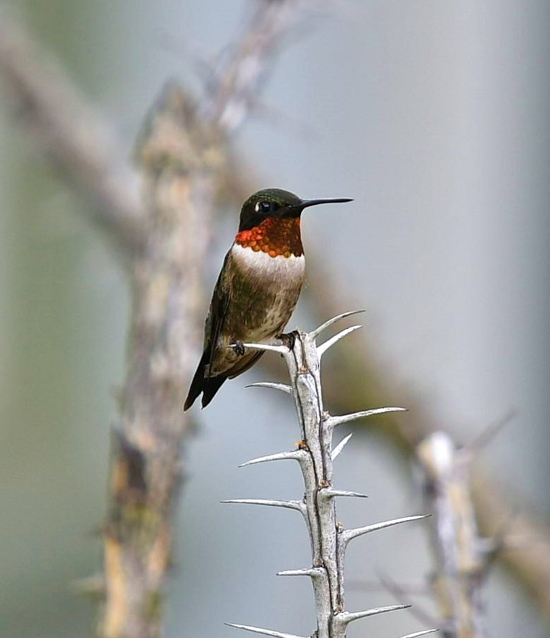 Ruby-throated Hummingbird - ML107285211