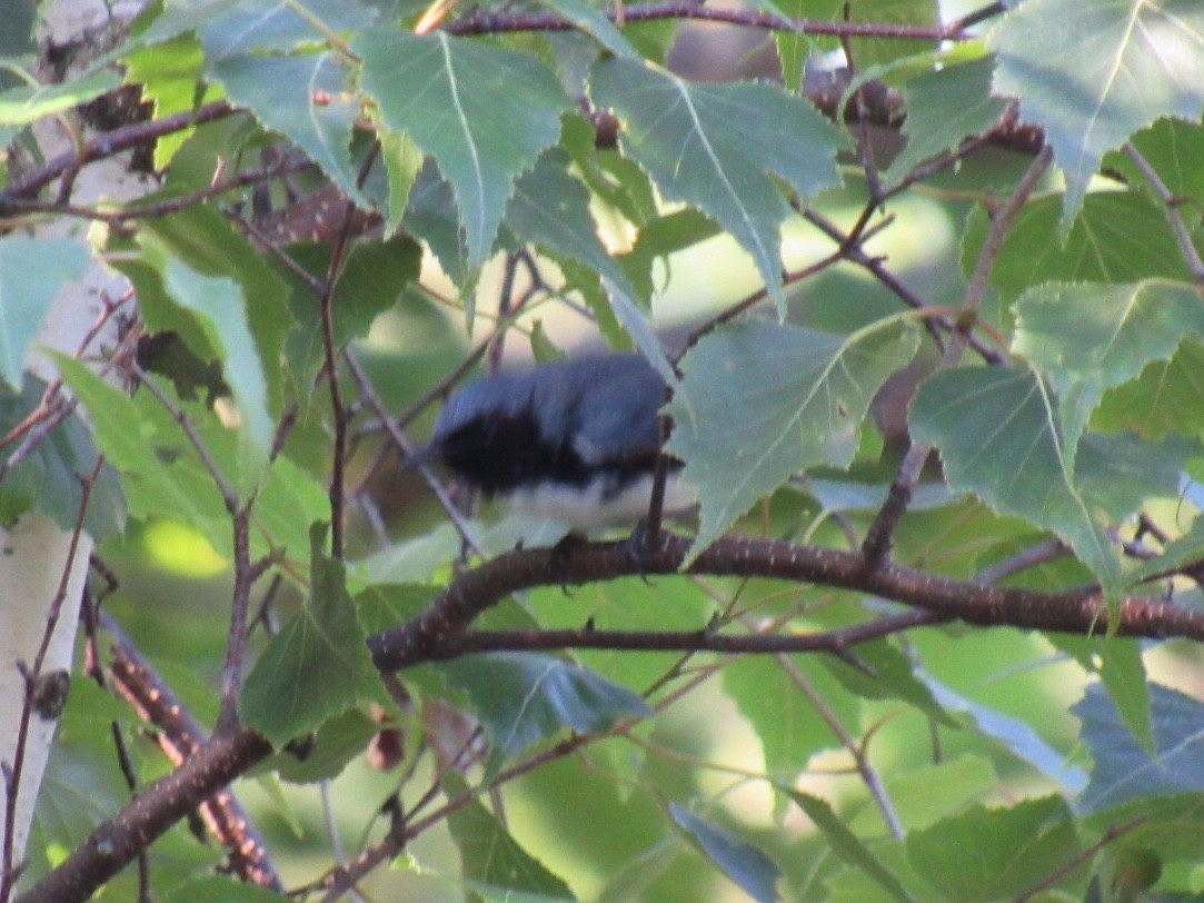 Black-throated Blue Warbler - Kathleen Ashman