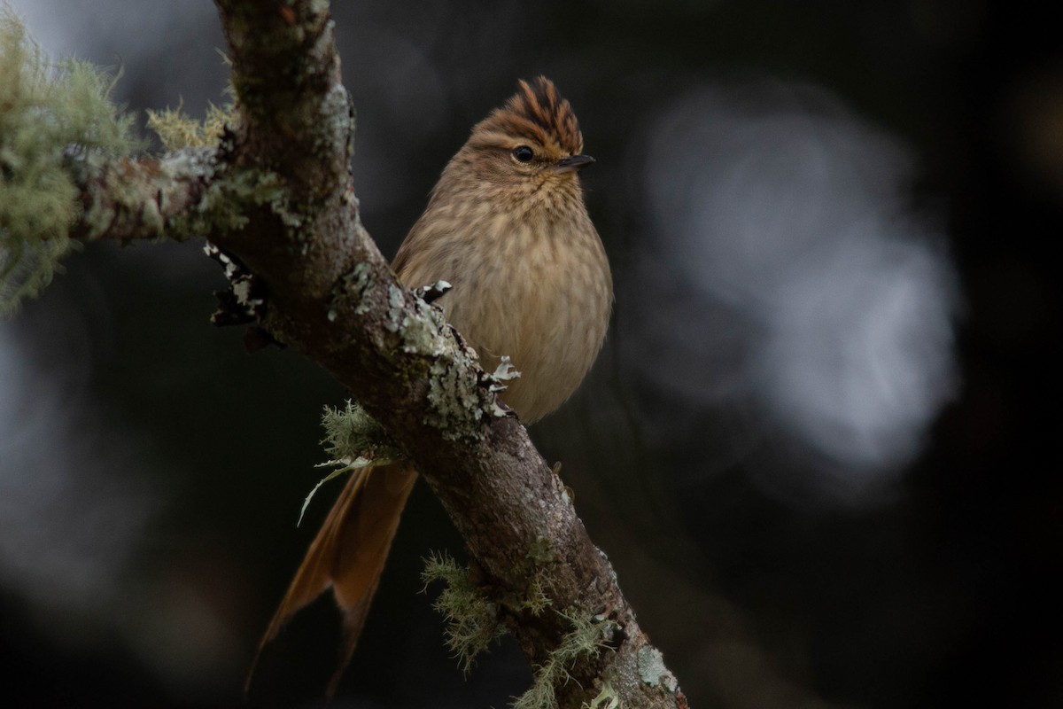 Striolated Tit-Spinetail - ML107287331