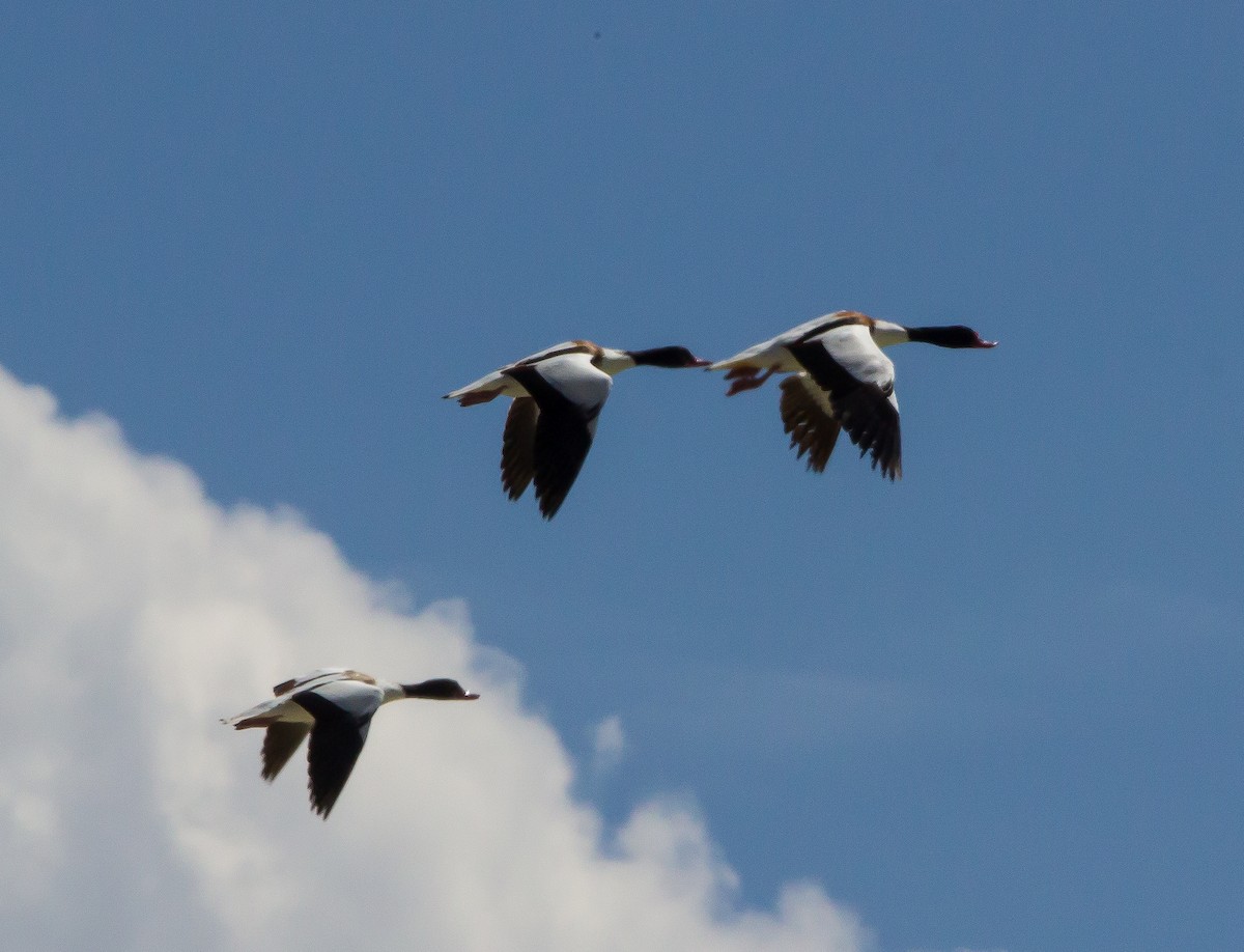 eBird Checklist - 11 Jul 2018 - Blanca Wetlands (BLM) - 11 species