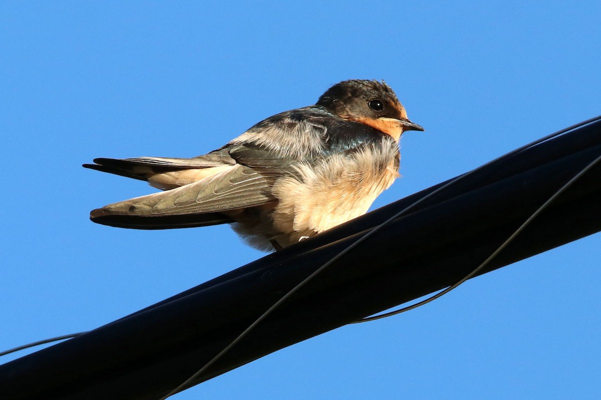 Barn Swallow - BRUCE FINNAN