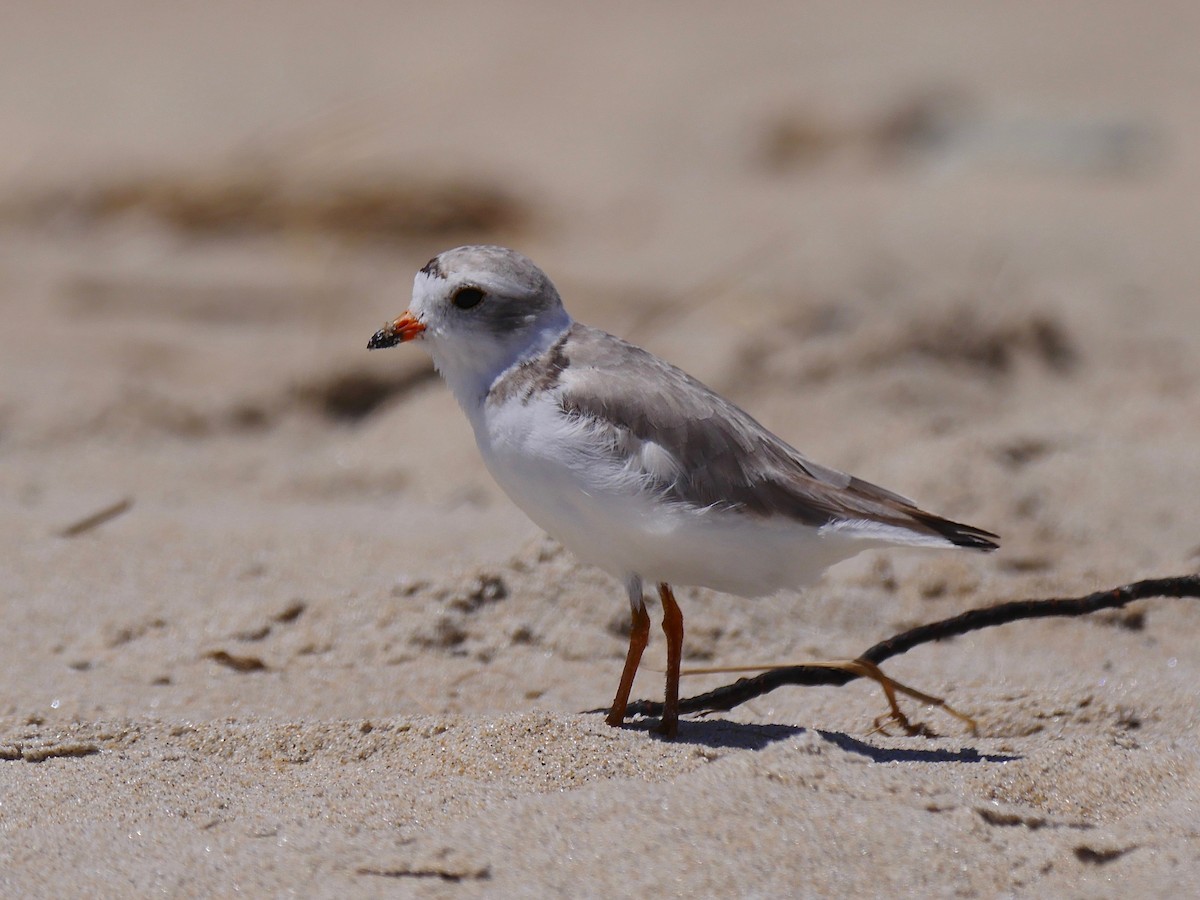 Piping Plover - ML107290051