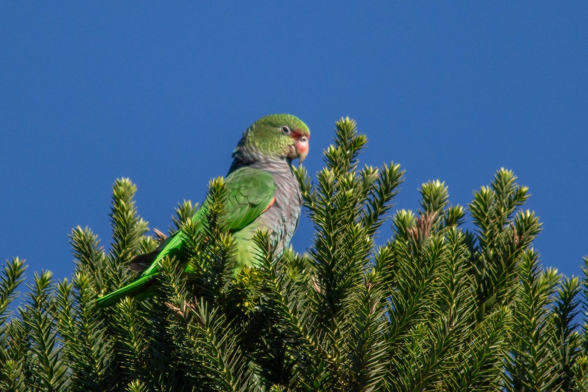 Vinaceous-breasted Parrot - ML107292941